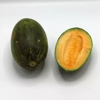 بذر خربزه مولات 20 عددی 