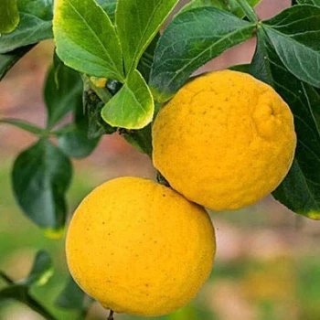بذر نارنج سه برگ 5 عددی