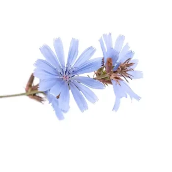بذر کاسنی 10 گرمی