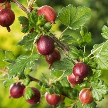 بذر یوزبری 10 عددی