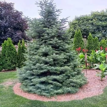 بذر کاج نراد کانکلور 2 گرمی