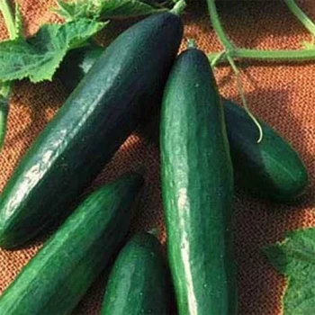 بذر خیار کنکورد (هوای آزاد) 10 عددی 