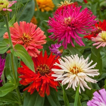 بذر گل آهار کاکتوس  20 عددی 