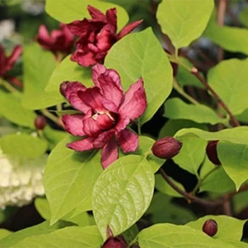 بذر گل شراب 5 عددی