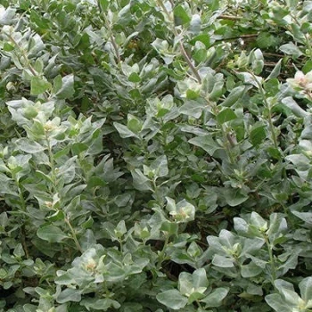 بذر سلمکی بوته ای 10 عددی