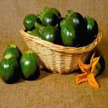 بذر کدو خورشتی گرد سیاه 5 عددی