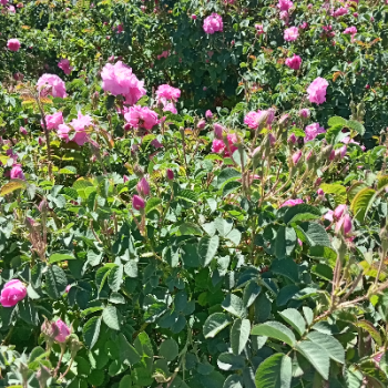 گلاب دو اتیشه