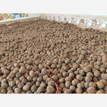 گردو تویسرکان پوست کاغذی 