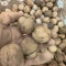 گردو تویسرکان اصل برداشت 1404 خوشمزه و پرچرب (کپی)