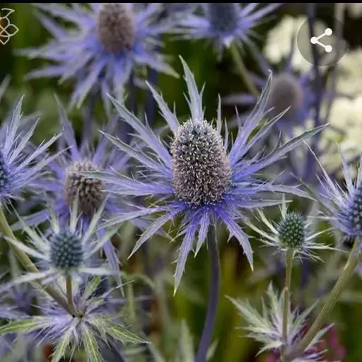 عسل کوهستانی بکر مومدار شان(یک کیلوگرم)