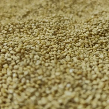 کینوا سفید درجه یک 500 گرمی ترنج